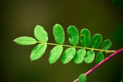 Rosa xanthina 'Canary Bird' - růže zlatožlutá - list